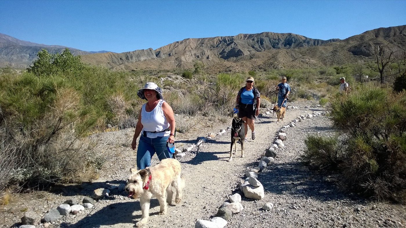 Dogs on a trail walk