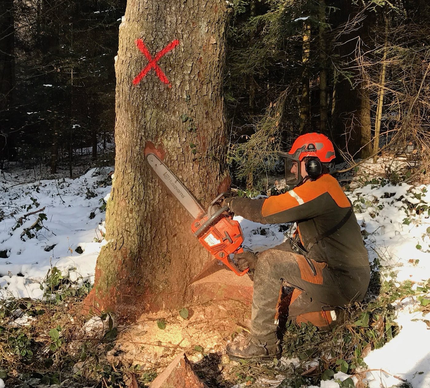 A chainsaw operator working timber
